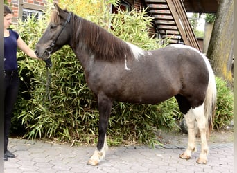 Pony Islandese, Giumenta, 15 Anni, 145 cm, Pezzato