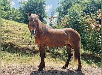 Pony Islandese, Giumenta, 15 Anni, 145 cm, Sauro scuro