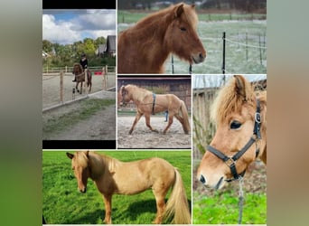 Pony Islandese, Giumenta, 15 Anni, 146 cm, Falbo