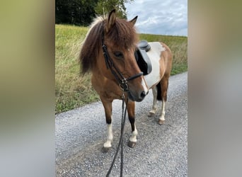 Pony Islandese, Giumenta, 15 Anni, Pezzato