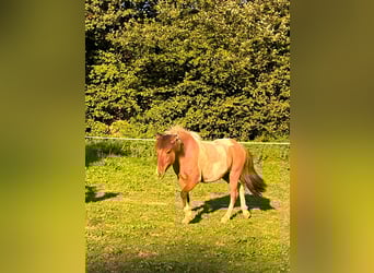 Pony Islandese, Giumenta, 15 Anni, Pezzato