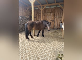 Pony Islandese, Giumenta, 16 Anni, 138 cm, Baio nero