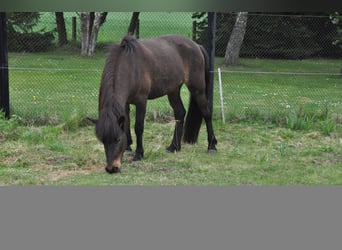 Pony Islandese, Giumenta, 16 Anni, 138 cm, Baio nero