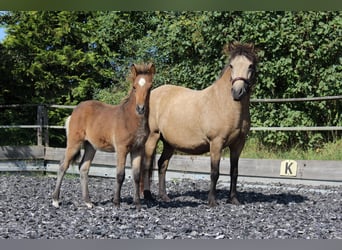 Pony Islandese, Giumenta, 16 Anni, 138 cm, Pelle di daino