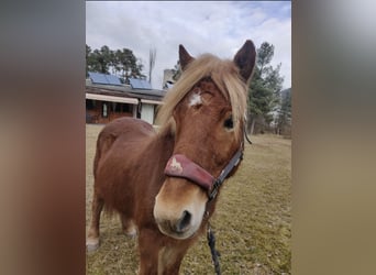 Pony Islandese, Giumenta, 16 Anni, 138 cm, Sauro