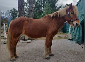 Pony Islandese, Giumenta, 16 Anni, 138 cm, Sauro