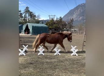 Pony Islandese, Giumenta, 16 Anni, 138 cm, Sauro