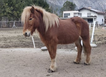 Pony Islandese, Giumenta, 16 Anni, 138 cm, Sauro