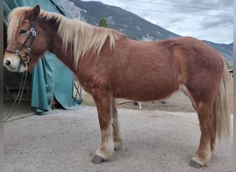 Pony Islandese, Giumenta, 16 Anni, 138 cm, Sauro