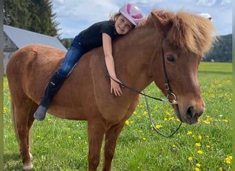 Pony Islandese, Giumenta, 16 Anni, 138 cm, Sauro