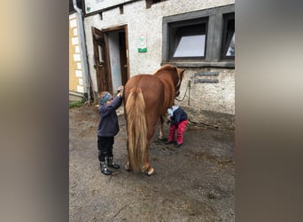 Pony Islandese, Giumenta, 16 Anni, 138 cm, Sauro