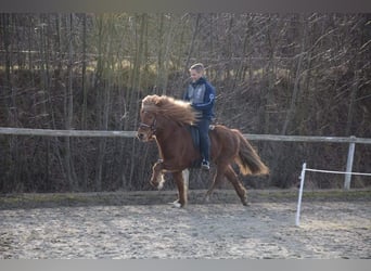 Pony Islandese, Giumenta, 16 Anni, 138 cm, Sauro