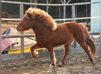Pony Islandese, Giumenta, 16 Anni, 138 cm, Sauro