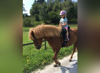 Pony Islandese, Giumenta, 16 Anni, 138 cm, Sauro
