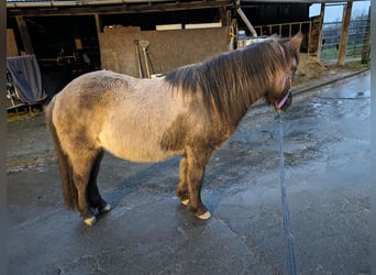 Pony Islandese, Giumenta, 16 Anni, 140 cm, Falbo