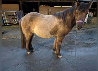 Pony Islandese, Giumenta, 16 Anni, 140 cm, Falbo