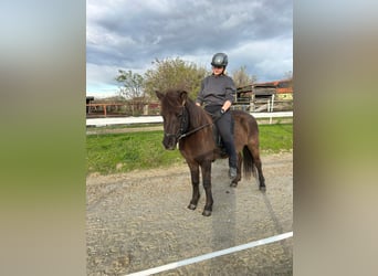 Pony Islandese, Giumenta, 16 Anni, 140 cm, Morello