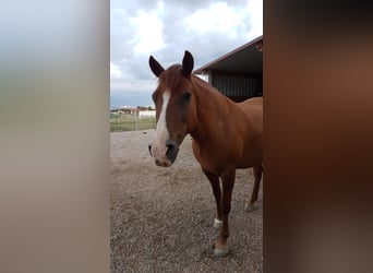 Pony Islandese Mix, Giumenta, 16 Anni, 142 cm, Sauro