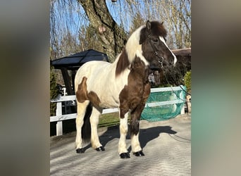 Pony Islandese, Giumenta, 16 Anni, 143 cm, Pezzato