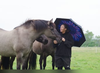 Pony Islandese Mix, Giumenta, 16 Anni, 149 cm, Grullo