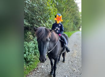 Pony Islandese, Giumenta, 17 Anni, 136 cm, Grullo