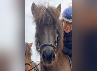 Pony Islandese, Giumenta, 17 Anni, 137 cm, Baio nero