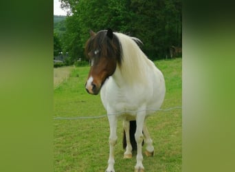 Pony Islandese, Giumenta, 17 Anni, 138 cm, Pezzato