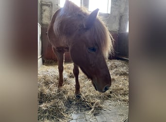 Pony Islandese, Giumenta, 17 Anni, 138 cm, Sauro