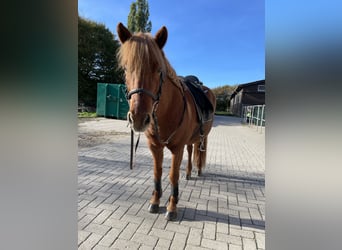Pony Islandese, Giumenta, 17 Anni, 138 cm, Sauro