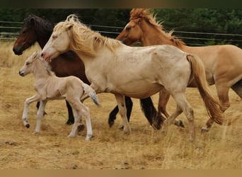 Pony Islandese, Giumenta, 17 Anni, 140 cm, Perlino