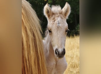 Pony Islandese, Giumenta, 17 Anni, 140 cm, Perlino