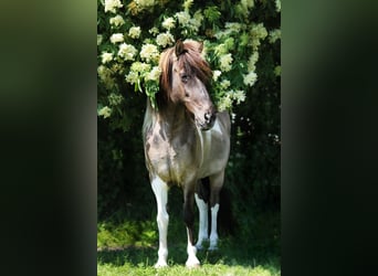 Pony Islandese, Giumenta, 18 Anni, 138 cm, Falbo