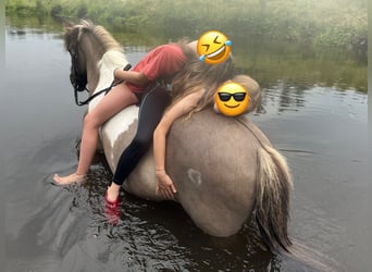 Pony Islandese, Giumenta, 18 Anni, 138 cm, Falbo