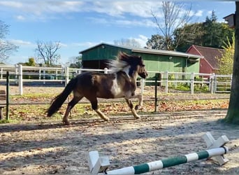 Pony Islandese, Giumenta, 18 Anni, 138 cm, Falbo