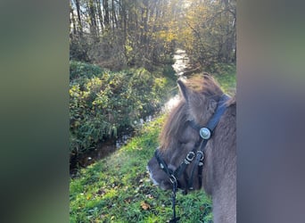 Pony Islandese, Giumenta, 18 Anni, 138 cm, Falbo