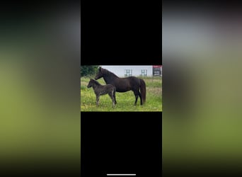 Pony Islandese, Giumenta, 18 Anni, 139 cm, Baio