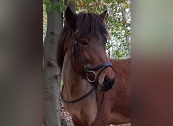 Pony Islandese, Giumenta, 18 Anni, 140 cm, Baio