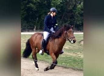 Pony Islandese, Giumenta, 18 Anni, 140 cm, Baio