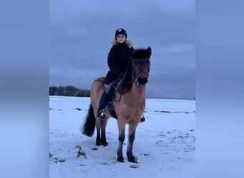 Pony Islandese, Giumenta, 18 Anni, 140 cm, Baio
