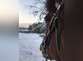 Pony Islandese, Giumenta, 18 Anni, 140 cm, Baio