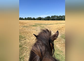 Pony Islandese, Giumenta, 18 Anni, 140 cm, Baio
