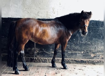 Pony Islandese, Giumenta, 18 Anni, 140 cm, Baio