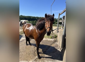 Pony Islandese, Giumenta, 18 Anni, 140 cm, Baio