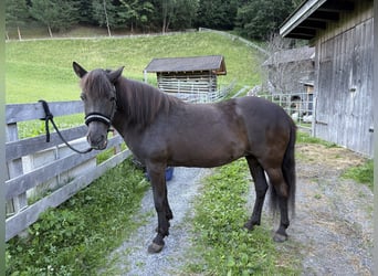 Pony Islandese, Giumenta, 18 Anni, 140 cm, Morello