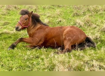 Pony Islandese, Giumenta, 18 Anni, 144 cm, Baio scuro