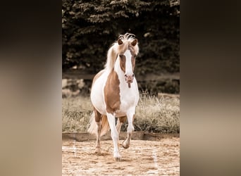 Pony Islandese, Giumenta, 18 Anni, 145 cm, Pezzato