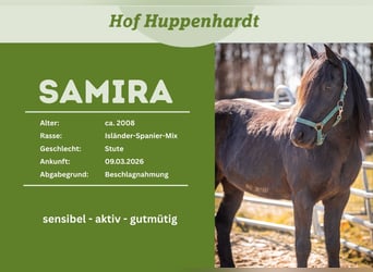 Pony Islandese Mix, Giumenta, 18 Anni, 146 cm, Morello