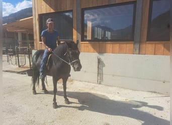 Pony Islandese, Giumenta, 18 Anni