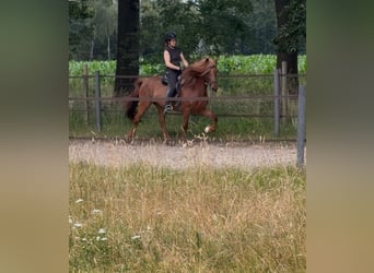 Pony Islandese, Giumenta, 19 Anni, 138 cm, Sauro