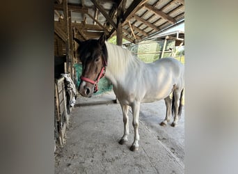 Pony Islandese, Giumenta, 19 Anni, 139 cm, Pezzato